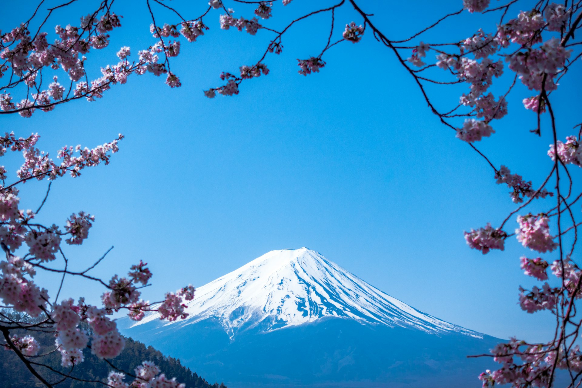 Monte Fuji coberto de neve emoldurado por flores de cerejeira (sakura) no Japão