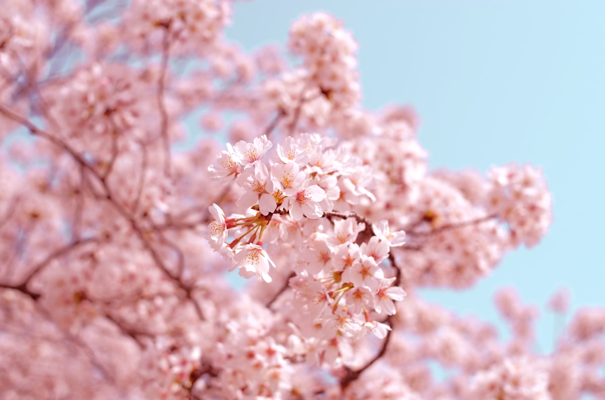 Flores de cerejeira (sakura) em plena floração no Japão